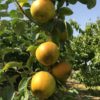 Golden Russet
