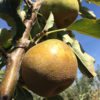 Ashmead's Kernel