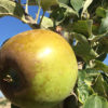 Golden Russett