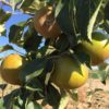 Golden Russet (IBC) - Image 4
