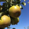 Golden Russet (IBC) - Image 3