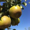 Golden Russet (IBC) - Image 2
