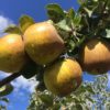 Golden Russet (IBC)